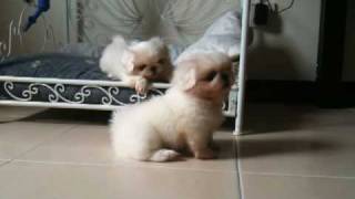 Pekingese Puppies