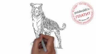 Как карандашом нарисовать злого тигра