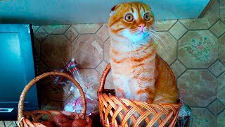 Приколы с котами и кошками: КОТ И КОРЗИНКА
