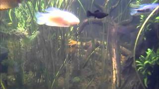 Fish Pond 2011