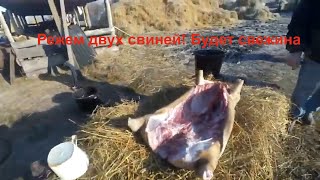 Режим двух вьетнамских поросят! Намечается свежина!