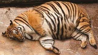 5 САМЫХ ТОЛСТЫХ ЖИВОТНЫХ В МИРЕ