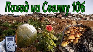Поход на свалку # 106 Что растёт на Свалке-Собираем Урожай в Зоне Отчуждения