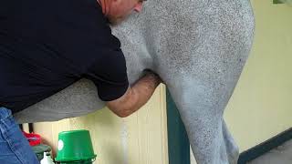Cleaning the sheath in difficult horses