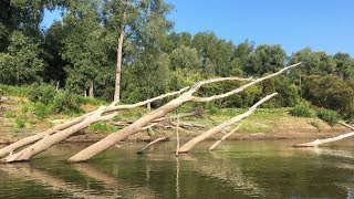 РЫБАЛКА В КОРЯЖНИКЕ. Рыба стоит под дровами. Ловля щуки на реке
