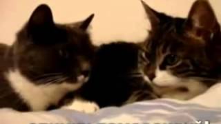 Кошачий Секс   Прилюдия