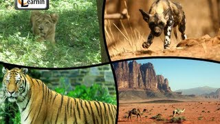 Habitat and Adaptation of Animals - Elementary Science
