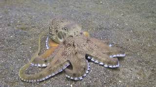 Octopus Games