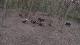 21 Feral Hogs at the Feeder, No Black Jack
