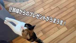 【子猫】旦那様からのプレゼントがうまうま！【スコティッシュフォールド】