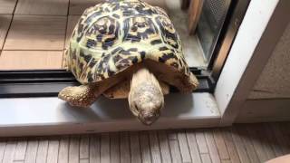 ヒョウモンリクガメ春太郎037 ワイルドな日常/ Leopard tortoises HAL-TARO 037 ～ Wild everyday