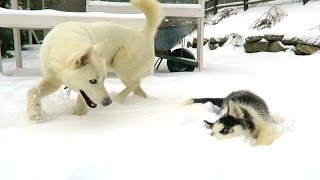 Husky Puppy's First Time In Snow