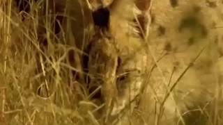 LİON vs ELEPHANT Real Fight Gorilla Big Baboon Cat # deadliest animal attack 2017