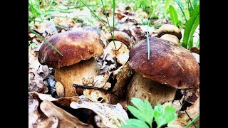 ТРИ ВЕДРА ЭЛИТНЫХ БОРОВИКОВ В СКАЗОЧНОМ ЛЕСУ|МАЙ 2019