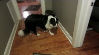 A NEW DOG!?!?