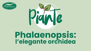 ORCHIDEE - LA PHALAENOPSIS