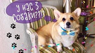 Таффи в шоке от новых собак? Скрытая камера!
