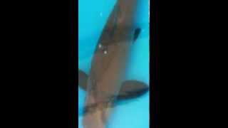 Doron's Koi Carp, KHV Free. The best Israeli Koi Carp, Black Carp and Gold Fish +972-50-277-5200