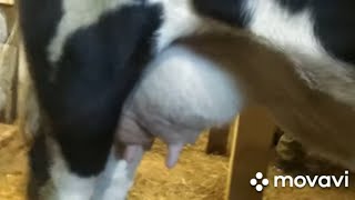 Что у коровы с выменем? Телочке два месяца! Сколько весит... И как кормим!