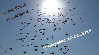 Очаковский голубедром. Тренировка голубей 10,06,2019