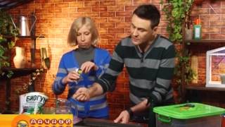 Как посеять баклажаны? 12 февраля