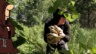 Два ведра Груздей за час!!! Пошли грибы Грузди в Самарской области , тихая охота на них началась!