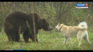 В Оршанском районе определили лучшие породы охотничьих собак  - Вести Марий Эл