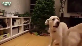 Nette Hunde reagieren auf Weihnachtsbaum - Lustige Hunde lieben Weihnachten