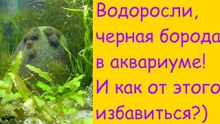 Черная борода,водоросли в аквариуме и как от этого избавиться? [#Аквариумные рыбки]