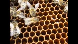 как сделать весенний отводок на летную пчелу и плодную матку