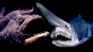 Top 10 Creepiest Deep Sea Creatures