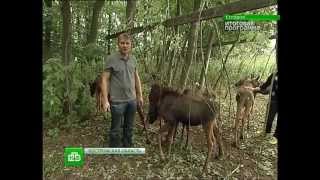 2012.09.16. 19-00. НТВ. Сегодня. Итоговая программа (sl)