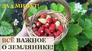 Всё о ЗЕМЛЯНИКЕ / От посева до сбора урожая за 5 минут