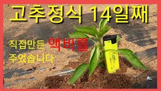 고추심기 고추정식한지 14일째 액비와 물을 관수로 주었습니다 고추지지대 2미터 사용법과  귀농,귀촌시 배우면 좋은점