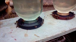 Поилка для пчел  Привлечение пчел к поилке  The drinker bees  Attracting bees to drinkers