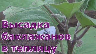 Высадка баклажанов в теплицу