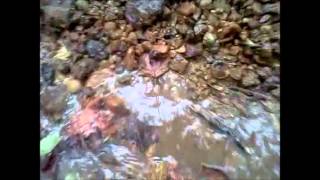 Fisher Gold Bug Pro Metal Detecting Gold Prospecting Part 2