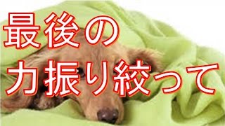感動する話　泣ける話　「最後の力振り絞って」　【感動する話　ペット　犬　愛犬　別れ　泣ける話】