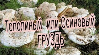 Тополиный или Осиновый груздь