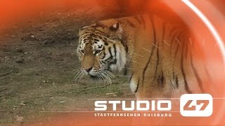 STUDIO 47 Live | ERÖFFNUNG DER NEUEN TIGERANLAGE IM ZOO DUISBURG