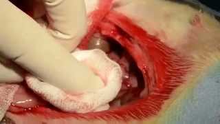 Gastrostomy by Witzel's Method (Rabbit)