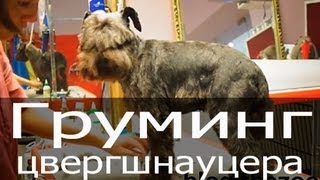 Груминг цвергшнауцера, груминг цверга видео, тримминг цвергшнауцера, стрижка цвергшнауцера