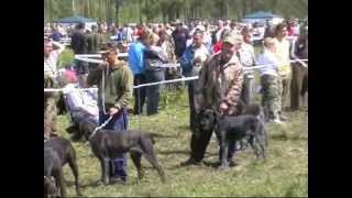 234. Дратхаары Тверь 2007 г