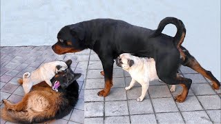 КАК МОПС ДОСТАВАЛ НЕМЕЦКУЮ ОВЧАРКУ И РОТВЕЙЛЕРА. Funny pug, rottweiler and german shepherd.