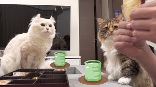 みんなでお茶会しました。
