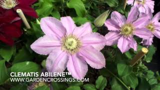 Clematis Abilene™