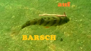 Dropshot auf Barsch!