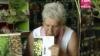Советы тети Тани. Виноград