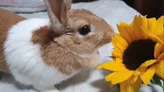 해바라기를 먹는 토끼 ASMR