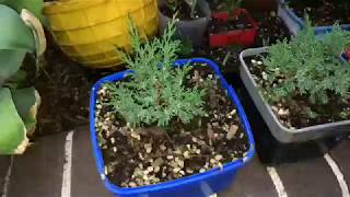 Cuttings Juniper Shimpaku Bonsai,